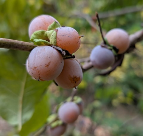 As.Persimmon Female Lotus